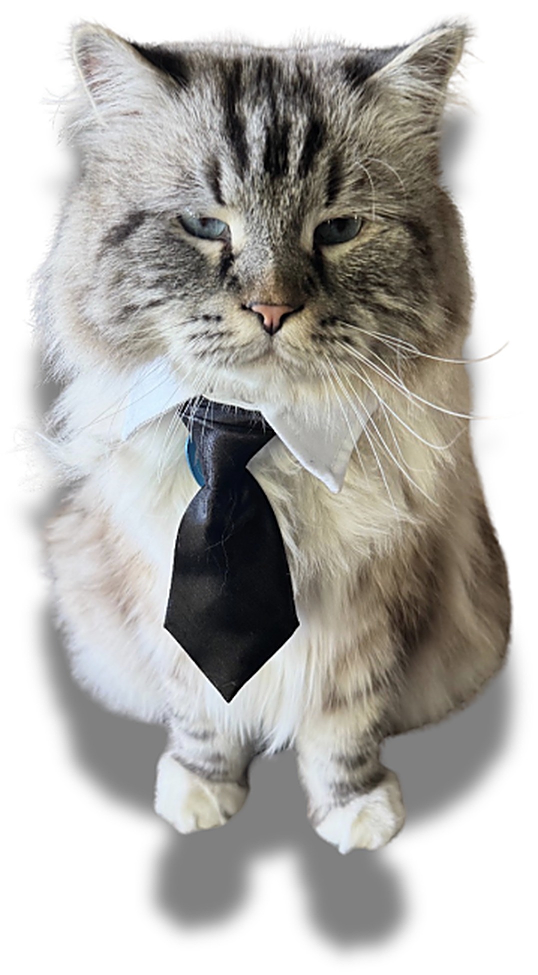 River the Siberian cat wearing a collar and black tie